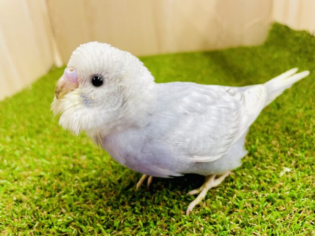 最新画像になりますよ❣️ほわほわ〜んとちょびっと珍しいグレーさん😎　セキセイインコ　スパングル　グレー