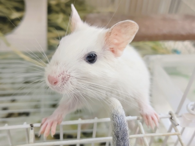 ほぼ真っ白✨デグー(サンドパイド)入荷しました〜❤