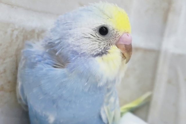 めちゃキレイなレインボー✨ セキセイインコ(パステルレインボースパングル)