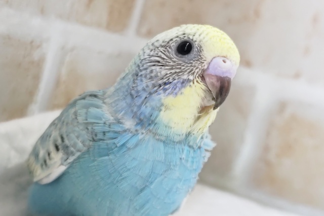 人気カラーさん登場～🌈 セキセイインコ(パステルレインボー)