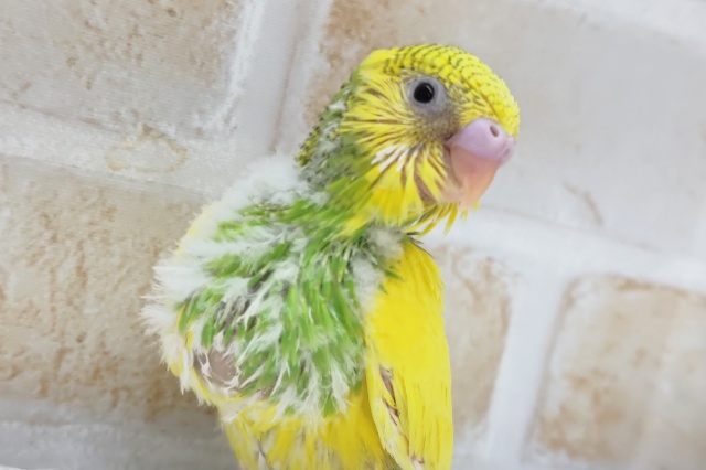 黄色が印象的の元気っ子～🐣 セキセイインコ(パイド)