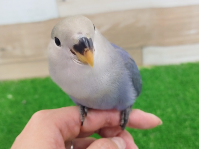 めちゃかわ❤コザクラインコのヒナ(バイオレット)入荷しました❤