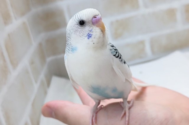 最新画像あり！ 白いけど、ブルーさん～🫧 セキセイインコ(ブルーパイド)