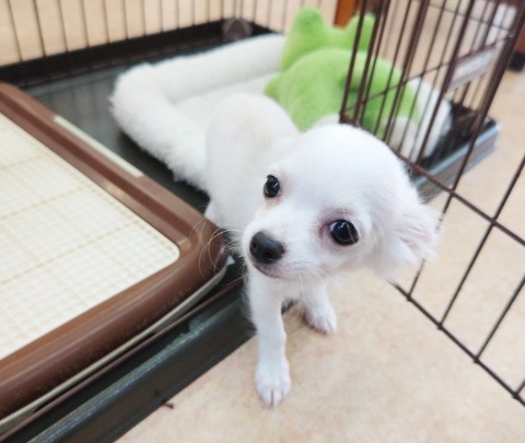 最新画像！ロングコートチワワ(クリーム)男の子♫見つめられてキュン❤