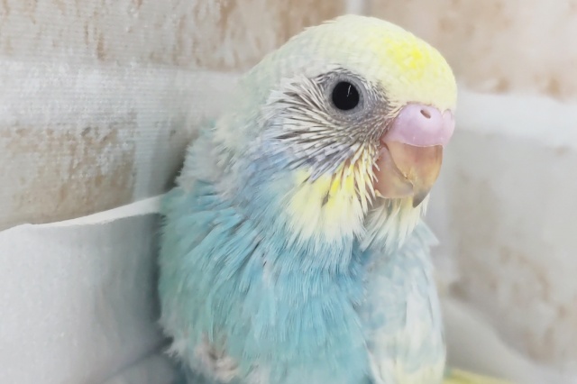 見るほどにメロメロレインボー🌈 セキセイインコ(パステルレインボースパングル)