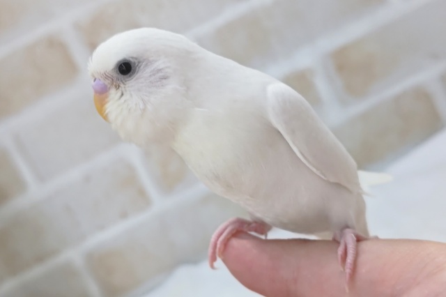 最新画像あり！ 白に黒目の人気カラー❄ セキセイインコ(ダブルファクター)