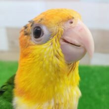 最新動画更新❤元気いっぱい✨シロハラインコ入荷しました❤