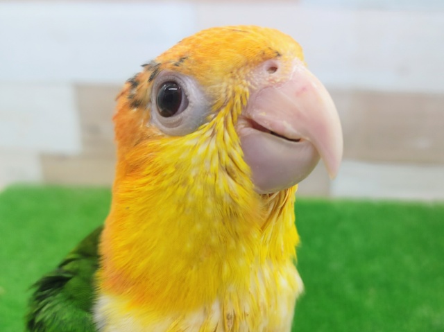 最新動画更新❤元気いっぱい✨シロハラインコ入荷しました❤