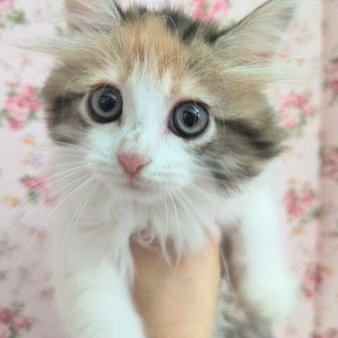 サイベリアン(キャリコ)女の子♪天使がやってきた❤