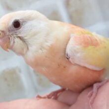 美っ美っ～！🎆 アキクサインコ(ルビノー)