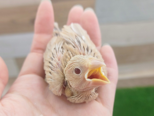 お待たせしました❤シナモン文鳥のヒナ入荷しました✨