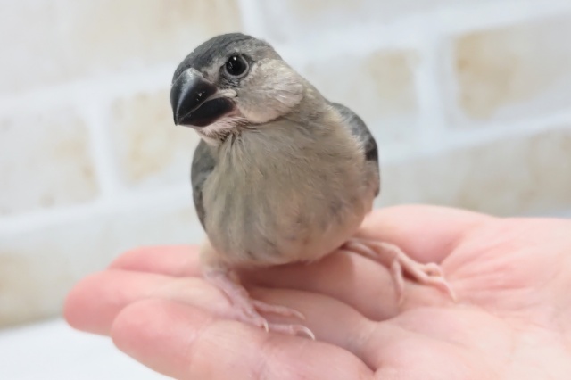 最新画像あり！ とってもかわいい～🐣 桜文鳥🌸