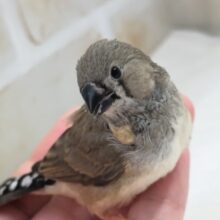 最新画像あり！ キンカチョウ（ノーマル）　小さなヒナちゃん来ました！