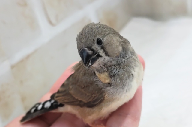 最新画像あり！ キンカチョウ（ノーマル）　小さなヒナちゃん来ました！