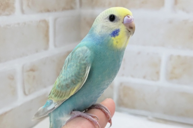 最新画像あり！ 輝くグリーン～🍀 セキセイインコ(パステルレインボー)