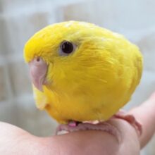 最新画像あり！ ピカピカ黄色～🟡 サザナミインコ(ルチノー)