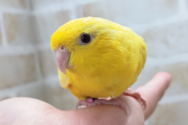 最新画像あり！ ピカピカ黄色～🟡 サザナミインコ(ルチノー)