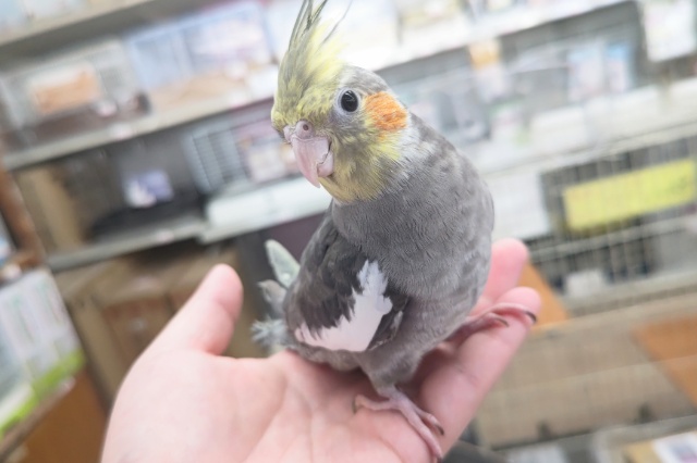最新画像あり。定番人気さん～👑　オカメインコ(ノーマル)