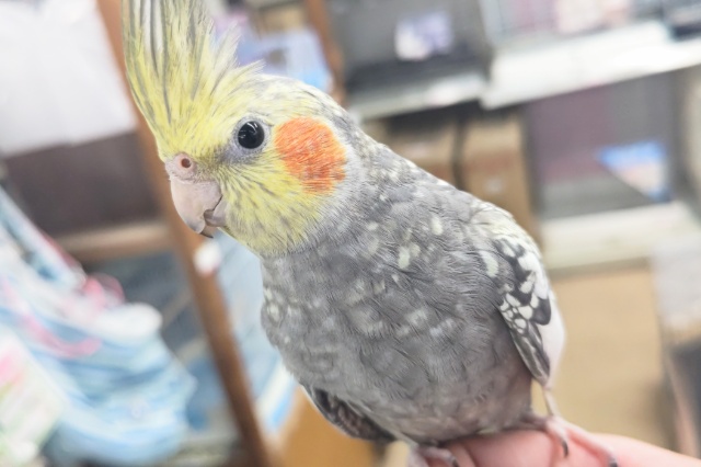 最新画像あり！個性溢れるパール～🫧　オカメインコ(パール)