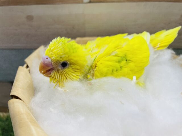 イエロー多めのピカピカパイドちゃん！セキセイインコのパイド！