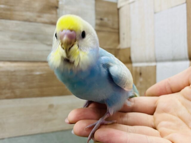 最新画像有り☆あわ〜くてステキっ！！これからが楽しみなセキセイインコパステルレインボー⭐️