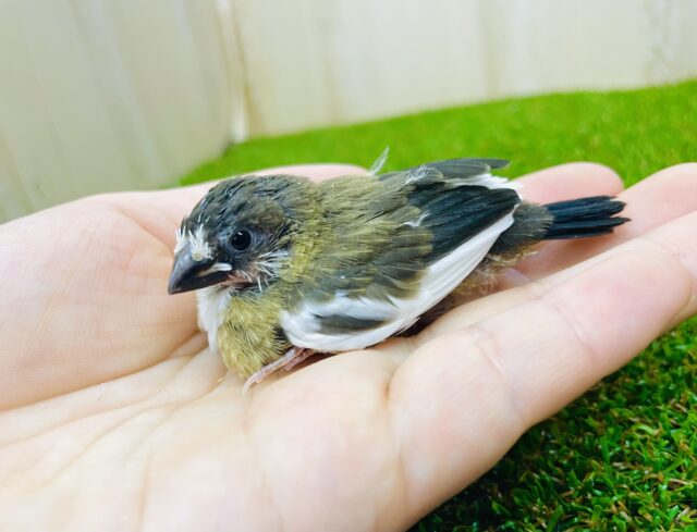 十姉妹ユニットだよ❣️キリッとキメちゃうからね！　十姉妹