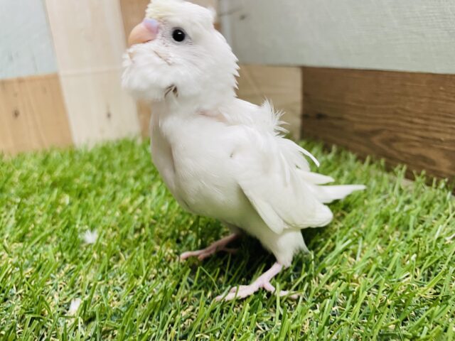 最新画像あります☆可愛すぎて天使の羽が生えちゃった！！羽衣セキセイインコ（ダブルファクター）