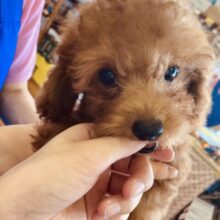 最新画像🌟全力attack ❤︎ 💫くねんくねん甘えるよ❤︎激かわトイプードルくん男のコ🌟♂