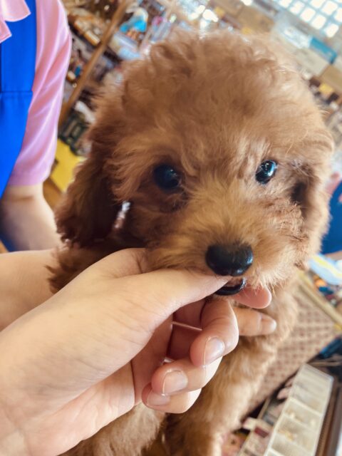 最新画像🌟全力attack ❤︎ 💫くねんくねん甘えるよ❤︎激かわトイプードルくん男のコ🌟♂