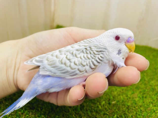 必見です⭐️レアカラー✨今をトキメク大スター👑　セキセイインコ　ファロー