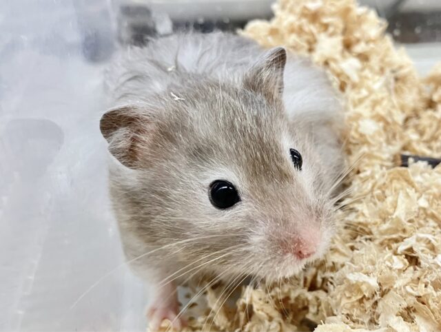 フワフワグレー！ セーブルハムスター  男の子 2023年 1月