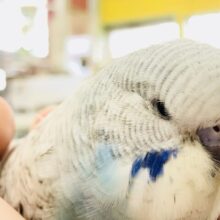 リーゼントバッチリ決めたセキセイ　ジャンボセキセイインコ　R５　８／２撮影