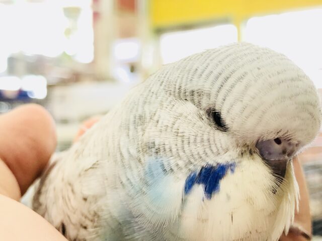 リーゼントバッチリ決めたセキセイ　ジャンボセキセイインコ　R５　８／２撮影