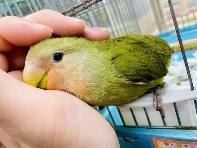 お写真追加❣️〜水浴び編〜コザクラの日常🦜最新画像になりますよ⭐️いつだって心に光る太陽❣️ ポカポカコザ☀️ コザクラインコ　オリーブ