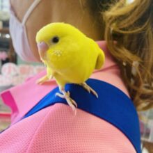 最新画像🌟かわいいヒヨコちゃん🐥❤︎手乗りセキセイインコ(ダブルファクタースパングル)