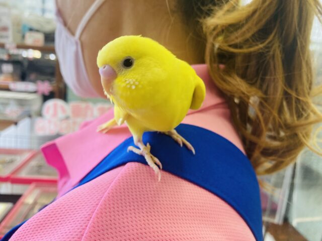 最新画像🌟かわいいヒヨコちゃん🐥❤︎手乗りセキセイインコ(ダブルファクタースパングル)