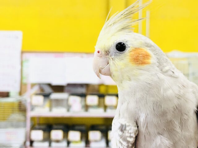 優雅なカフェオレカラー　オカメインコ