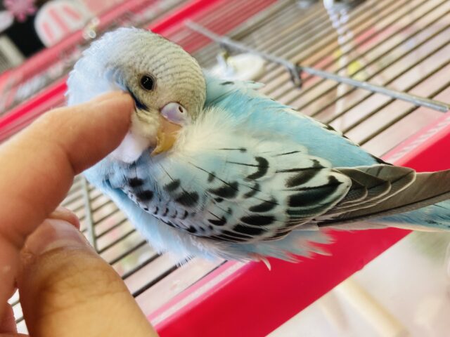 最新画像🌟まんまるおめめに明るいスカイブルー💠❤︎手乗りセキセイインコ(オパーリン)❤︎