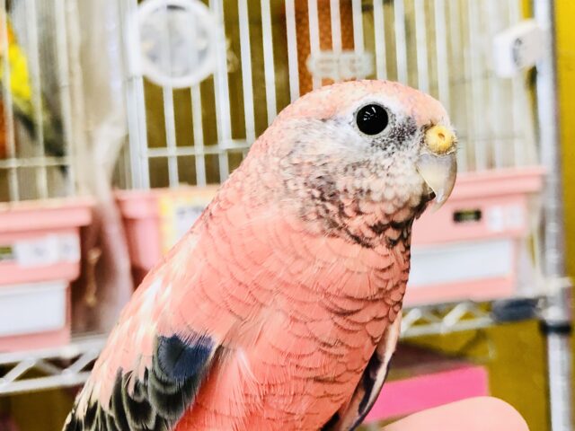 人気の小鳥がやってきた！　アキクサインコ　Ｒ５　１／２５撮影