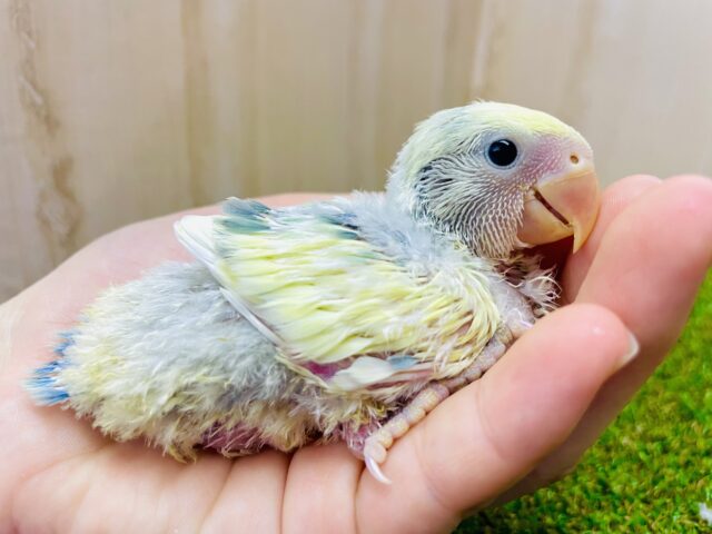 ハイっ！好きすぎる💓激推しゆるふわコザっち🟡🟢　コザクラインコ　ブルーチェリーパイド