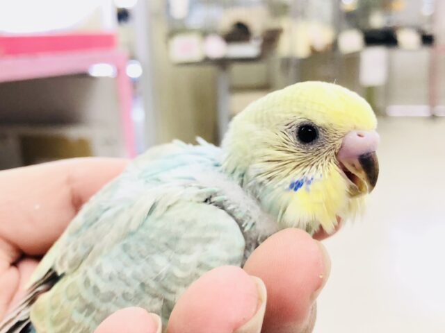レインボー系カラー入舎です　セキセイインコ　R５　８／１２撮影