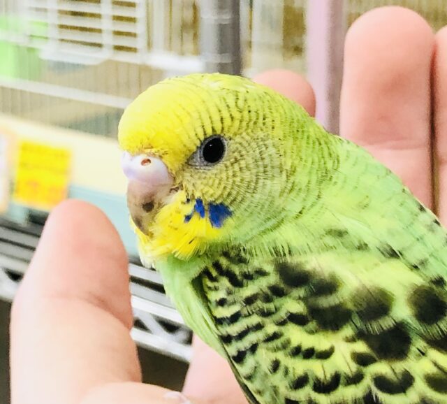 このカラーのイメージが強い方もいるのでは？　セキセイインコ　R５　８／１２撮影