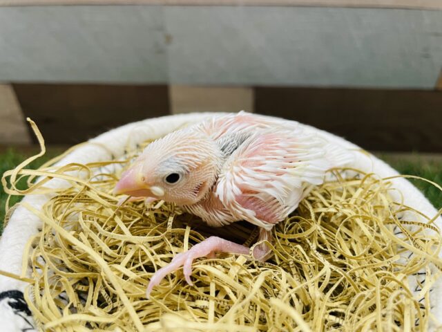 やってきました‼️美白な天使ちゃん☆白文鳥！！