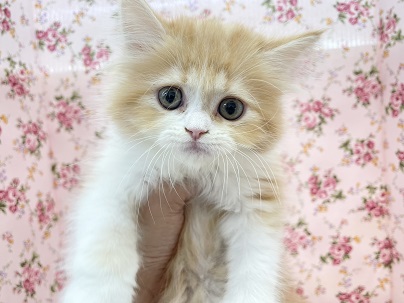 とろける可愛さ☆　フォールデックスの女のコ　2023.8/5撮影