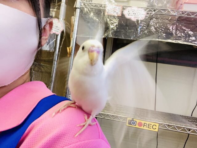 最新画像🌟美インコです❤︎手乗りセキセイインコ(ダブルファクタースパングル)🪶✨