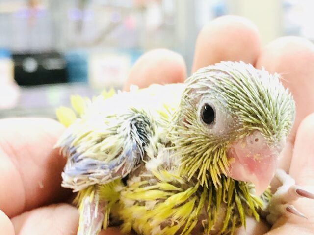 いざ！アメリカンに参ります　マメルリハインコ　R５　８／１１撮影