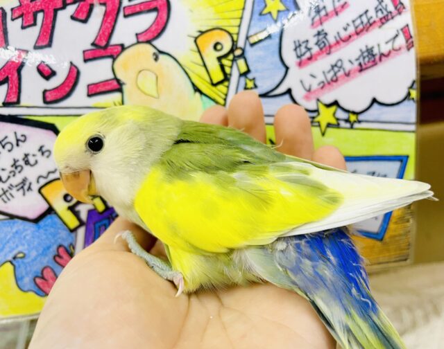 すくすくと成長☀️最新画像になりますよ❣️☀️このスポットライトは自分だけのもの☀️ コザクラインコ　ブルーチェリーパイド