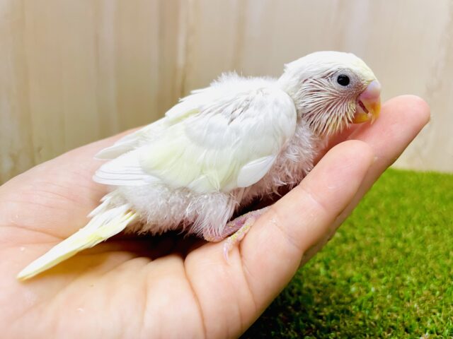 マヨネーズみたいにマイルドに〜〜〜❣️黒目さんのセキセイ❣️ セキセイインコ　クリーム
