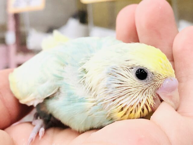 爽やかなラムネカラー　セキセイインコ　R５　８／１撮影