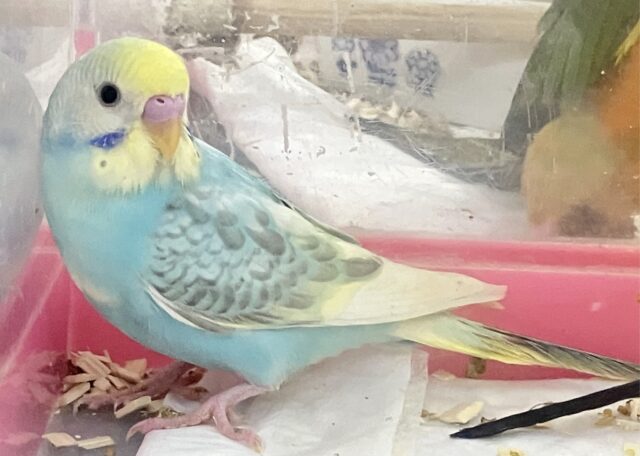 最新画像あります✨️綺麗な色💛セキセイインコ (レインボーパイド) 2023年7月生まれ